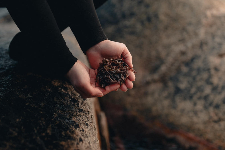 Algen, Kelp und Seegras: Wie man sie unterscheidet