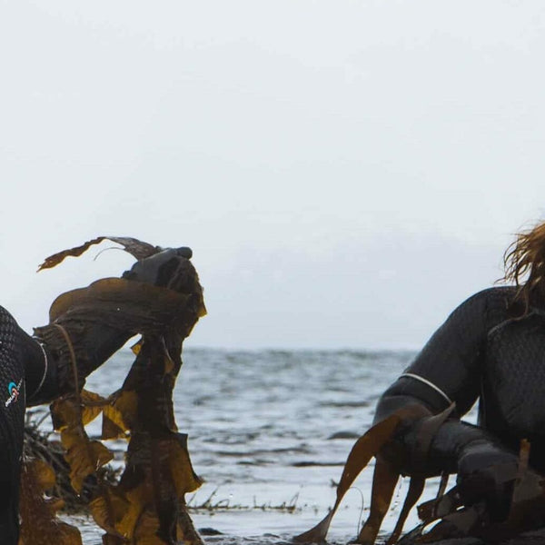 Wild, Not Trawled: Why How We Harvest Seaweed Matters