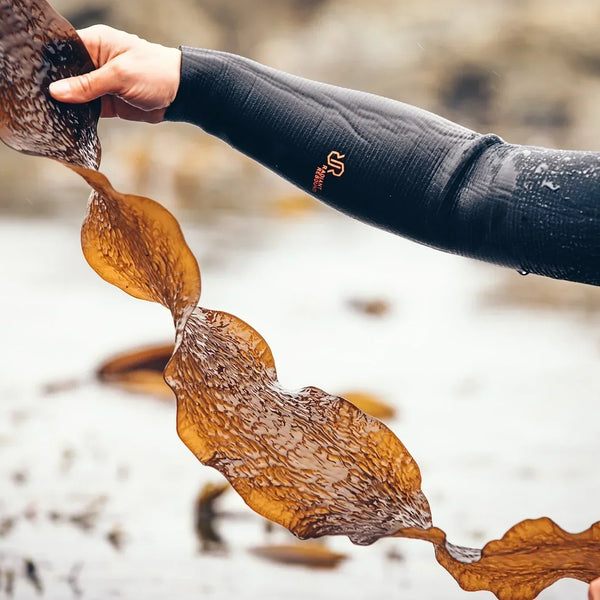 Can You Eat Seaweed Every Day?