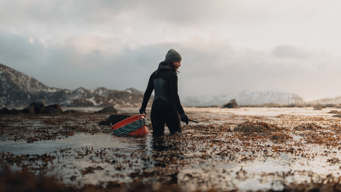 Kelp and the hunger crisis: cultivating a food-secure future - Lofoten Seaweed