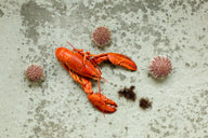 Norways Sea Urchin Crisis - Lofoten Seaweed