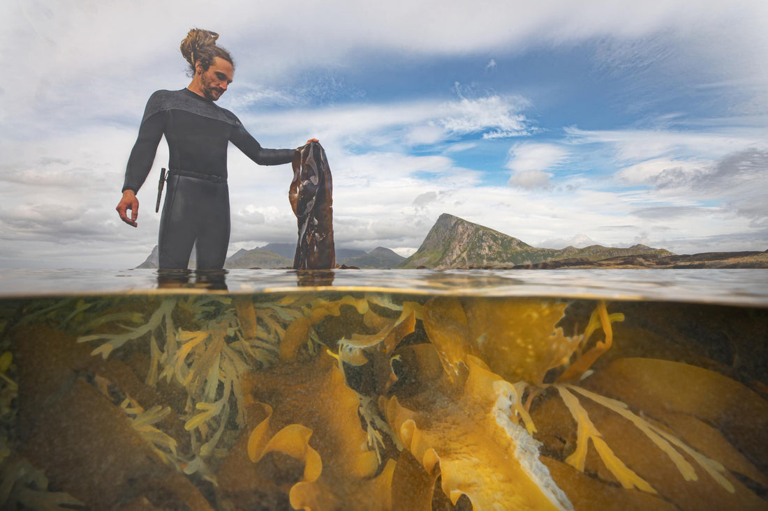 Can seaweed boost your detox? - Lofoten Seaweed