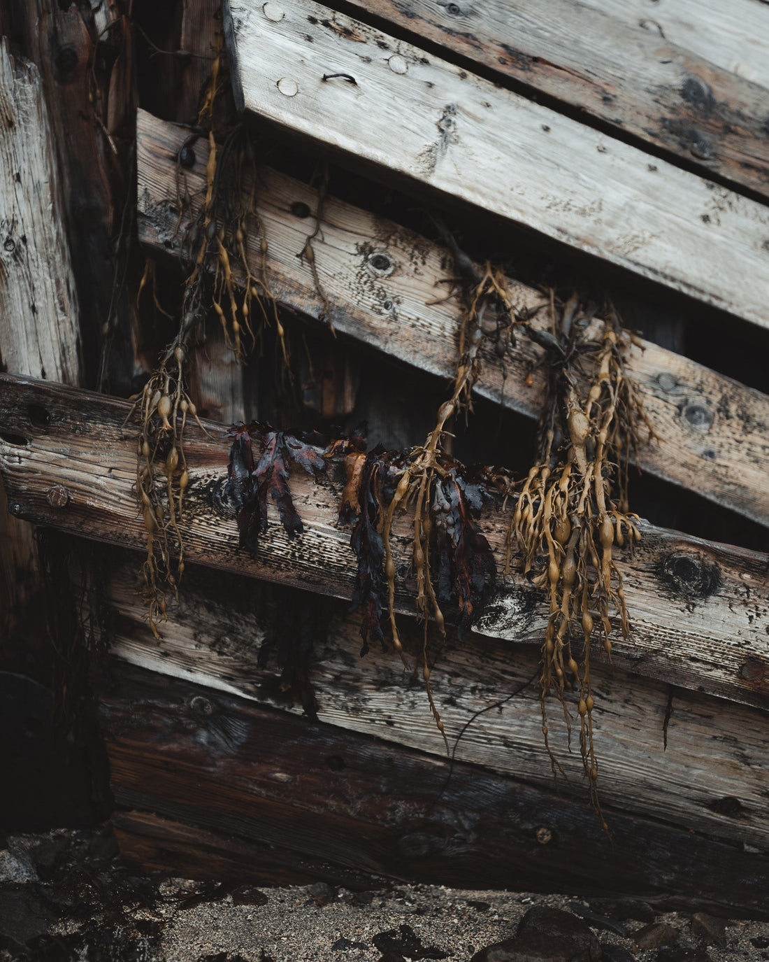 Seaweed and the Vikings