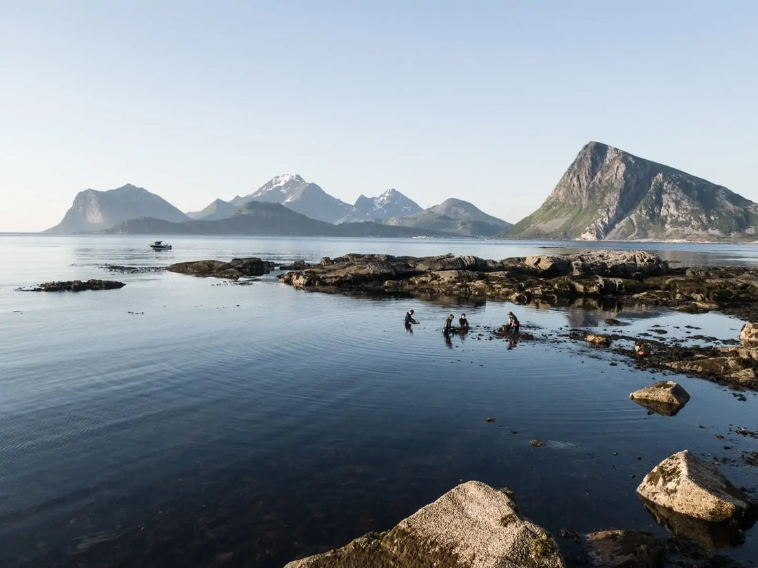 Lofoten Seaweed now on Amazon - Lofoten Seaweed