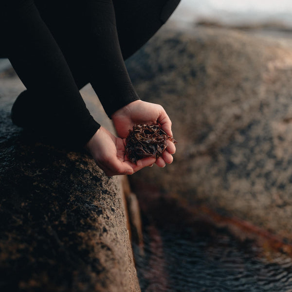 Algen, Kelp und Seegras: Wie man sie unterscheidet 