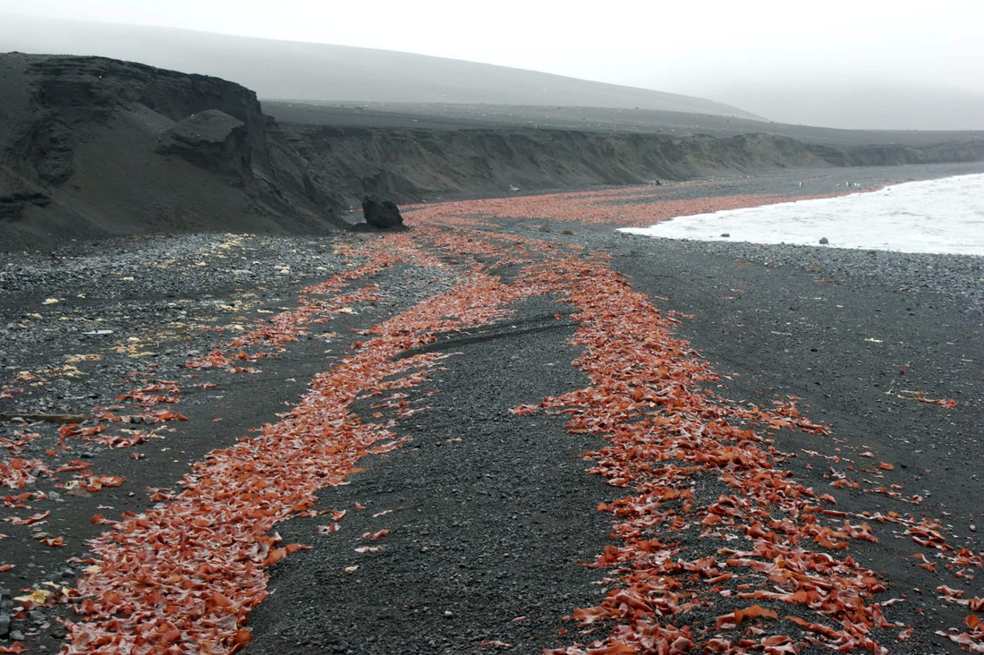 Antarctic seaweed found at record depths - Lofoten Seaweed