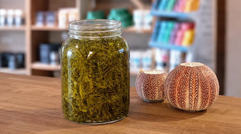 Pickled Channelled Wrack - Lofoten Seaweed