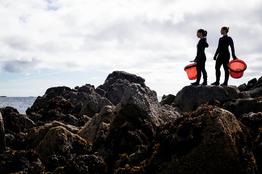 The fascinating history of women and seaweed - Lofoten Seaweed