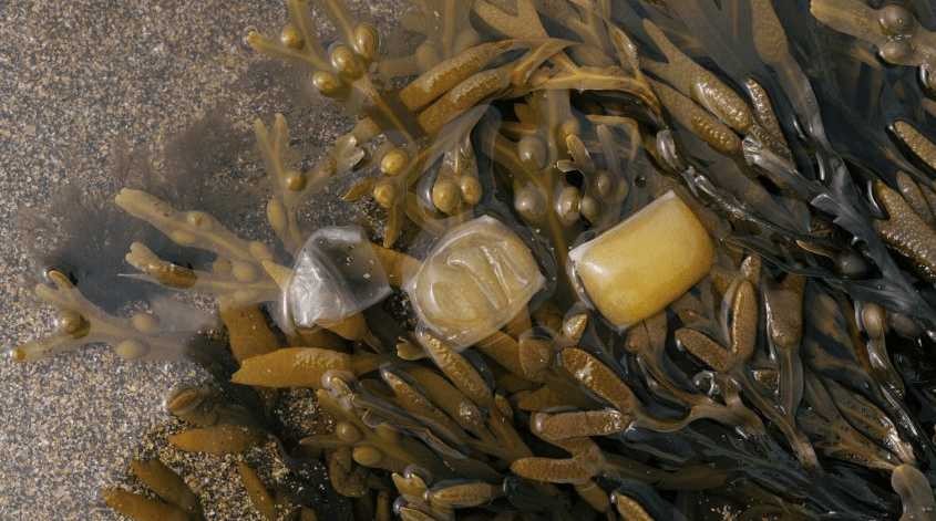 Seaweed startup wins innovation prize for kelp bioplastic - Lofoten Seaweed