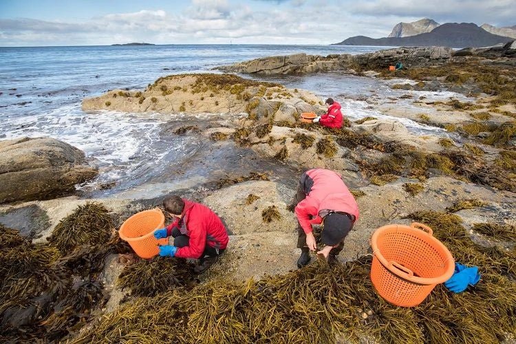 Feature in Dutch Vismagazine - Lofoten Seaweed