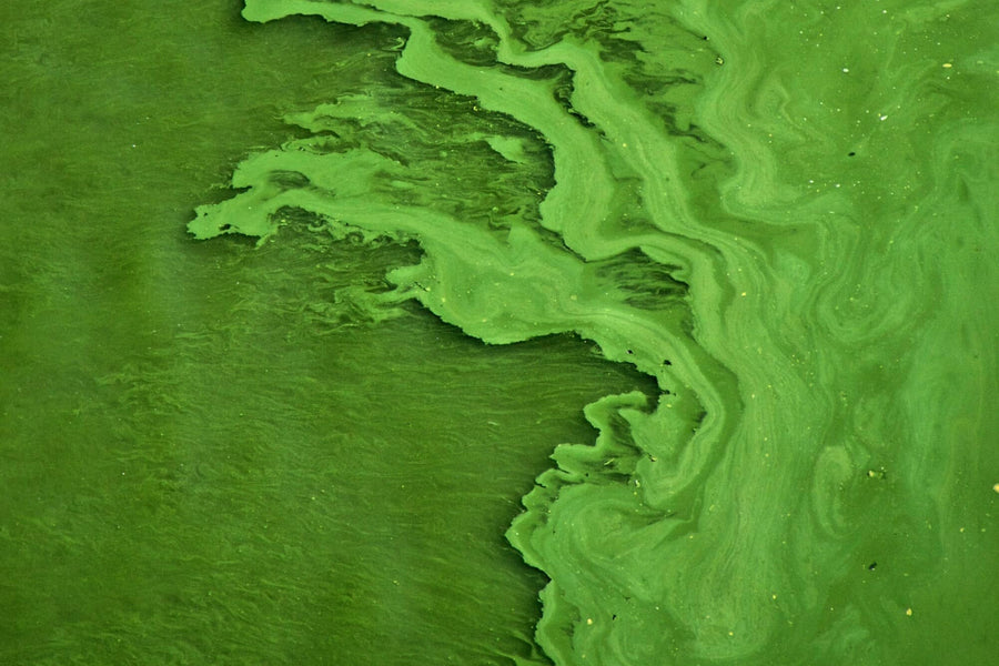 The phosphorous problem, and the seaweed solution