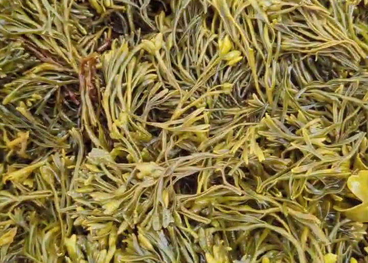 Close-up of Pelvetia seaweed with a green and brown color.