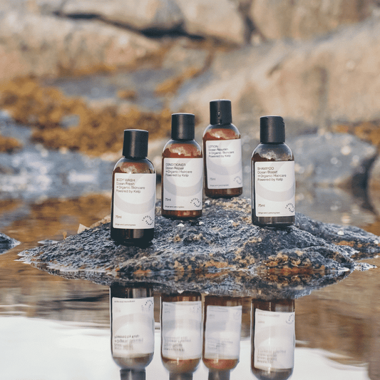 Arctic Travel Essentials - Lofoten Seaweed