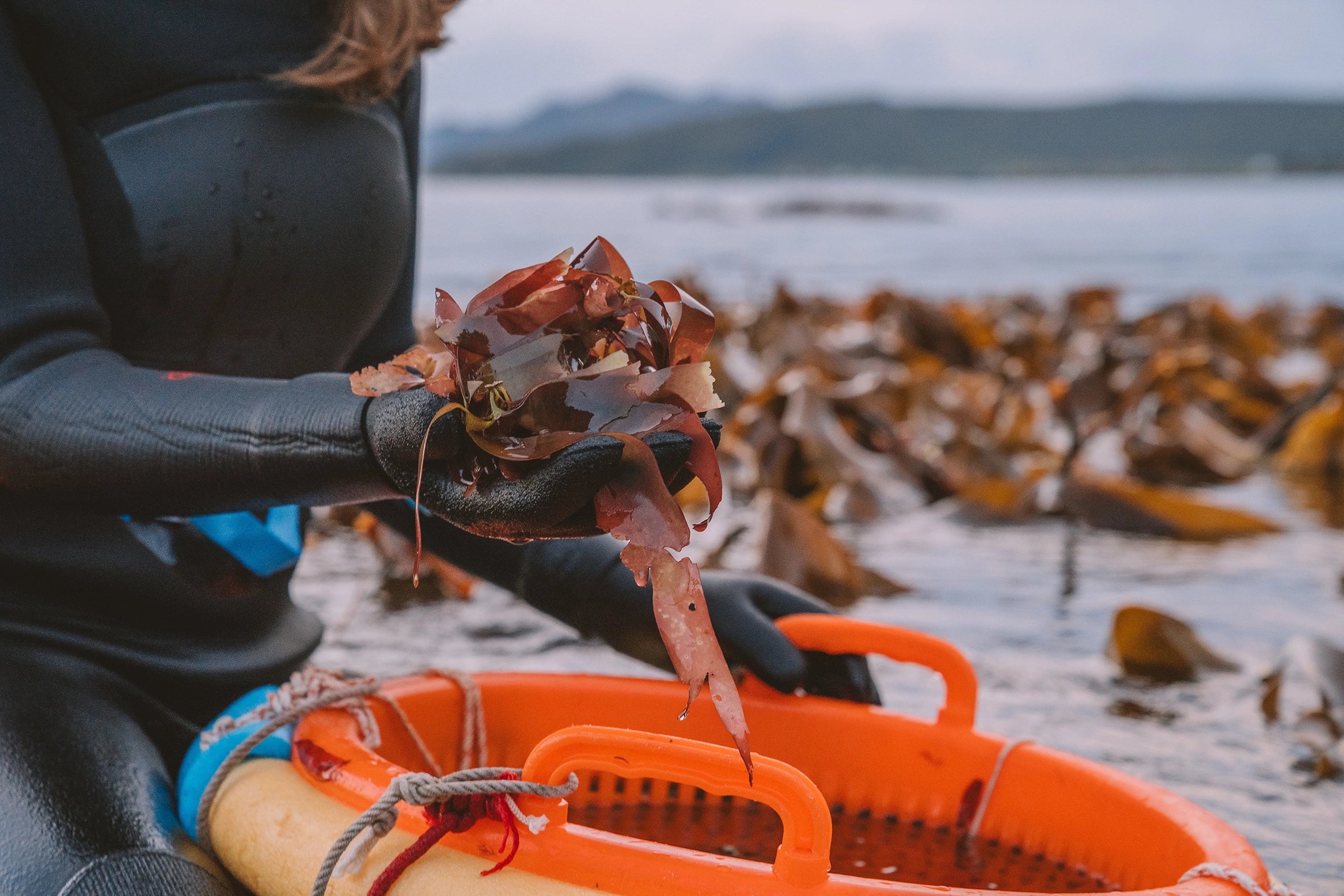 Person holding wild Dulse seaweed in the Lofoten archipelago, with a harvesting basket, and the ocean in the background